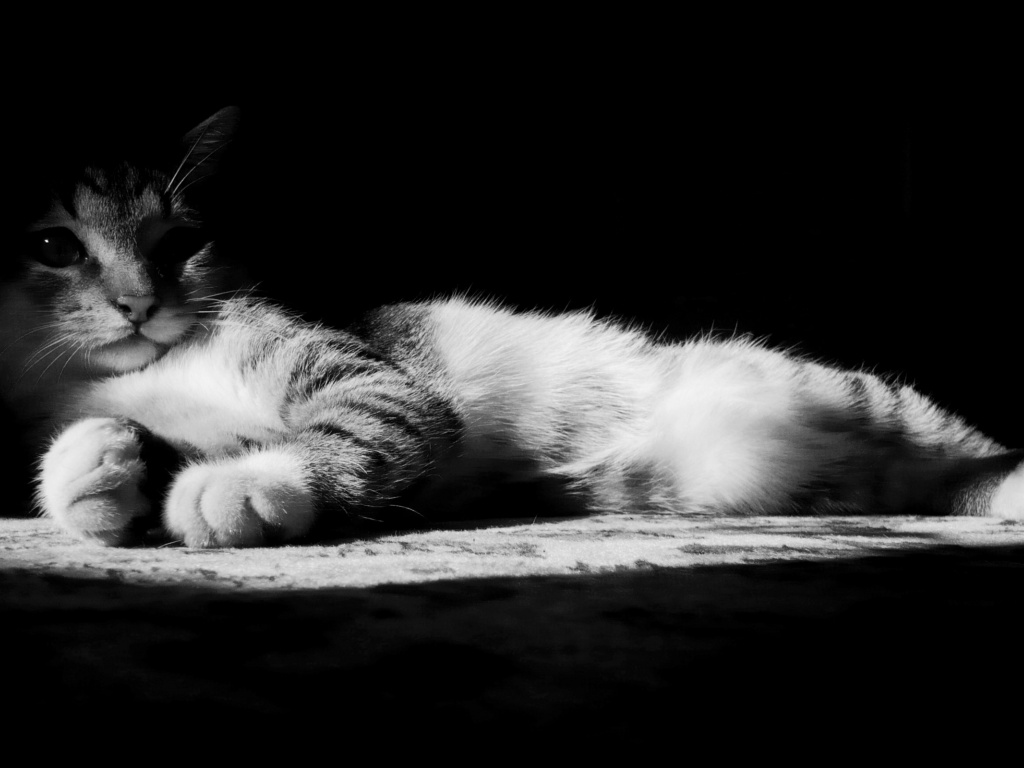 lazy-kitten-in-black-and-white-wallpapers 34985 1024x768