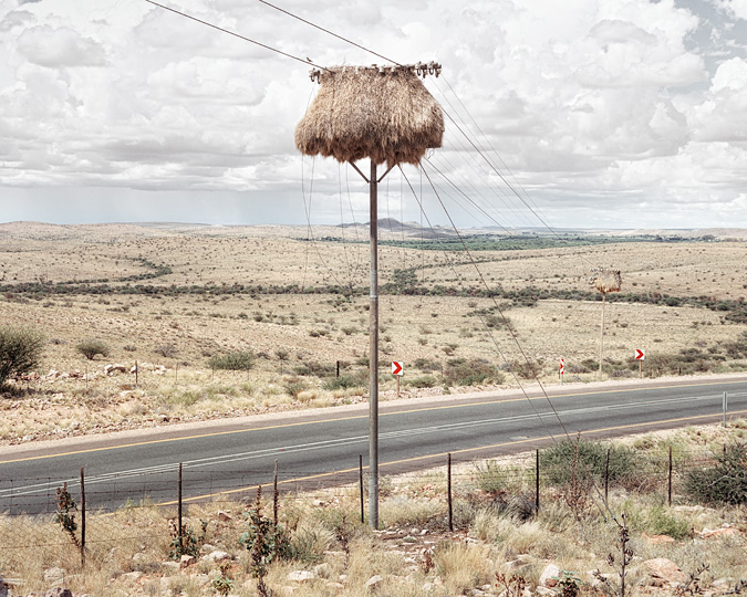 Огромные птичьи гнезда, свитые на телеграфных столбах в Южной Африке 6