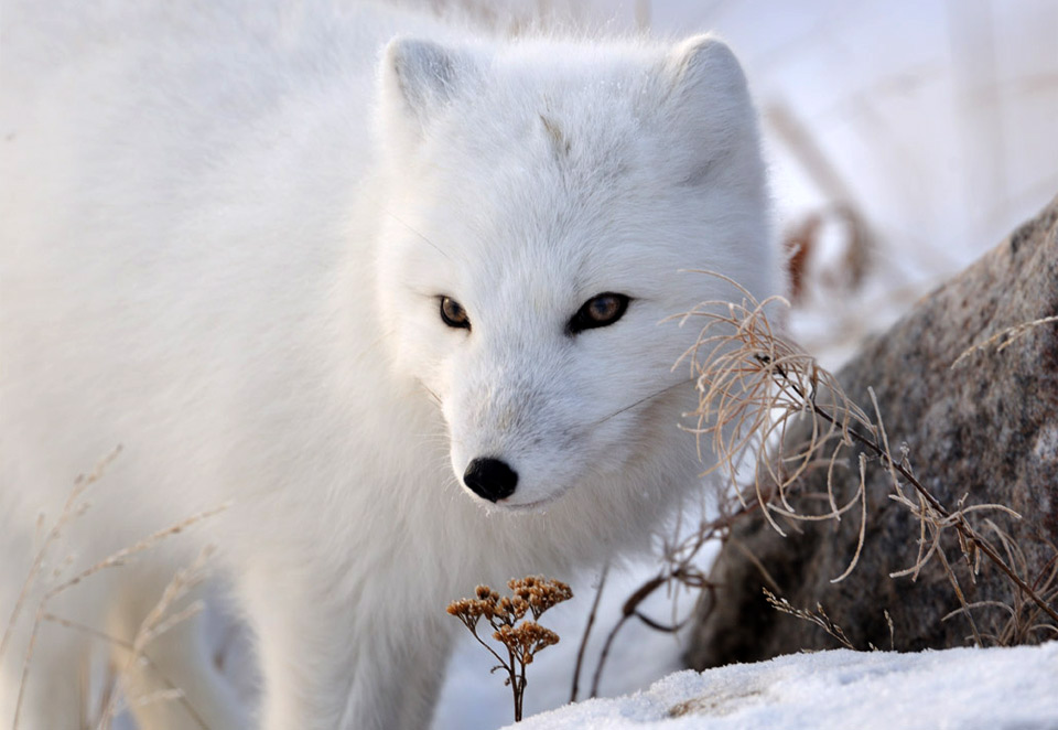 10look-of-the-arctic-fox