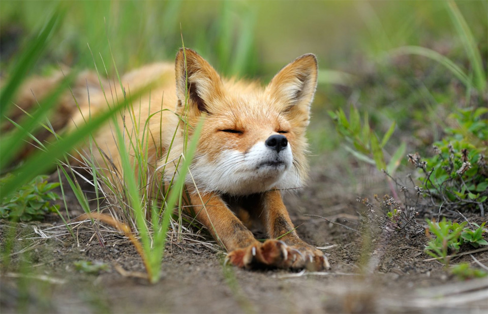 2stretching-fox