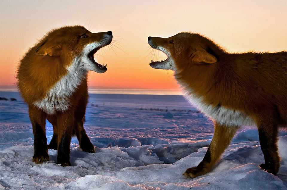 6two-foxes-snarling-at-each-other