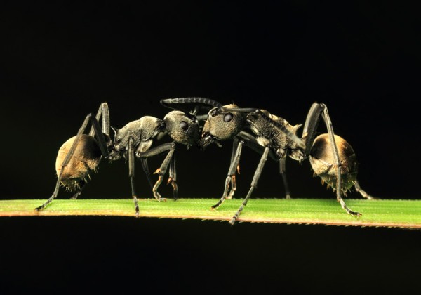 Жизнь насекомых и земноводных в работах макро-наркомана Шикхея Го (Shikhei Goh)