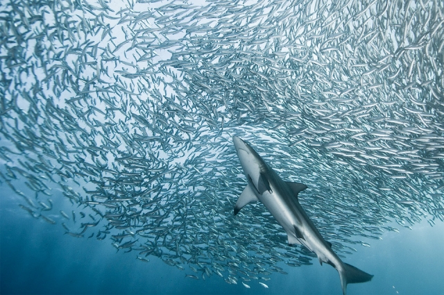 Красивые фотографии акул