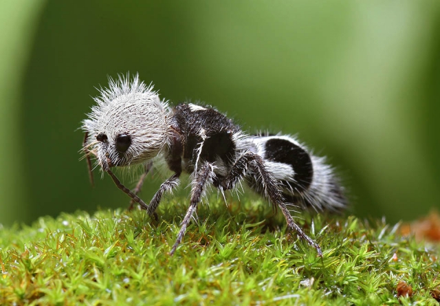 Завораживающие макрофотографии необычных насекомых