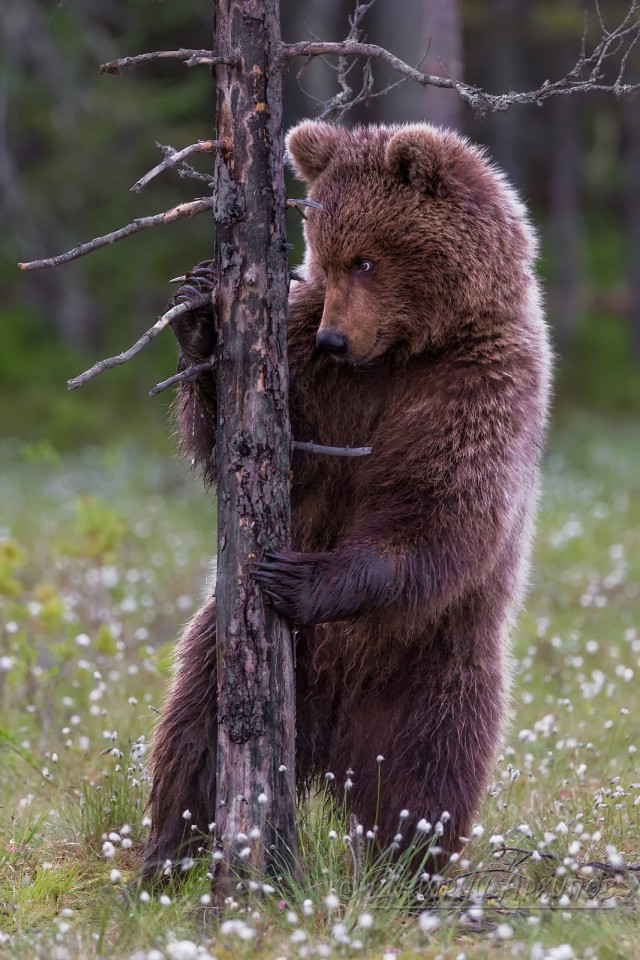 Из жизни медведей - подростков