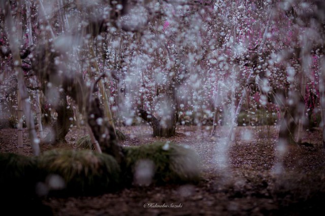 Волшебная японская весна в фотографиях Хиденобу Сузуки