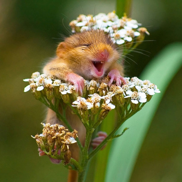 Фотографии самых счастливых животных на планете