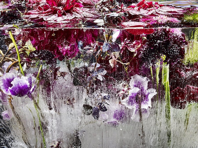 Цветы, замороженные во льду, похожи на акварельные картины