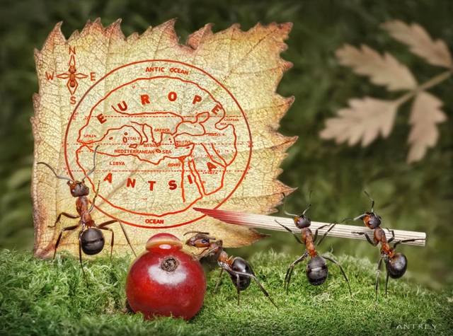 Захватывающие муравьиные приключения в макрофотографиях Андрея Павлова