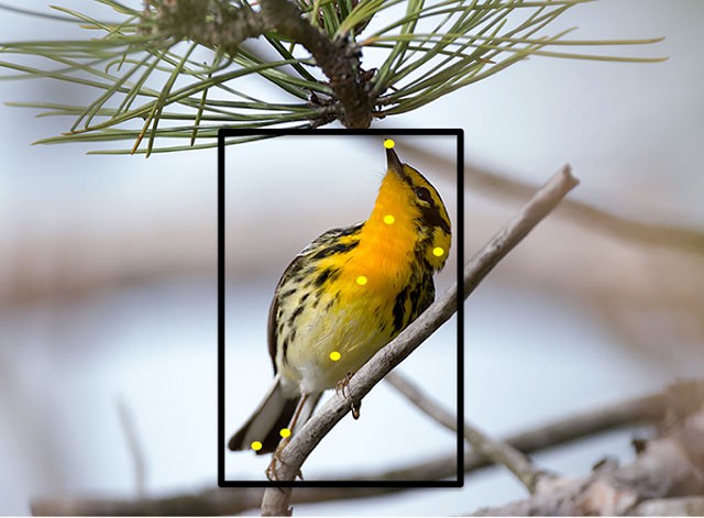 Этот сайт распознает виды птиц по фотографиям