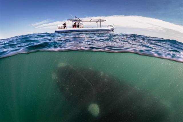 34 невероятные фотографии о том, что скрывается под водой