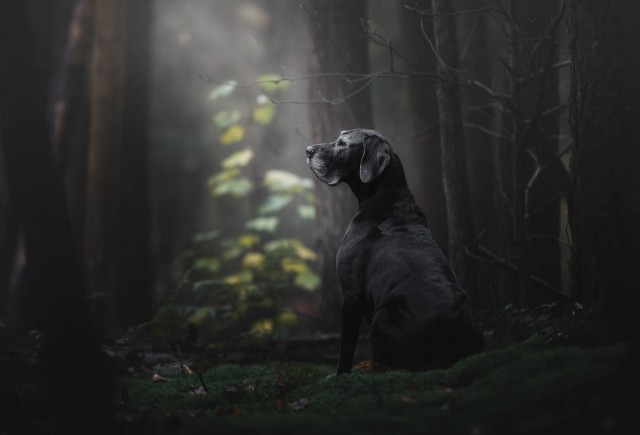   Dog Photographer of the Year 2018
