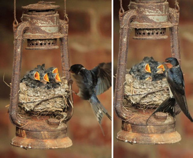 Самые невероятные места для птичьих гнезд – 27 фотографий