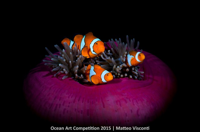 100 подводных фотографий, отмеченных призами на фотоконкурсе Ocean Art Underwater Photo Competition 2015