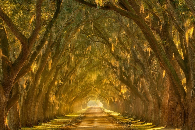 20 волшебных туннелей из деревьев