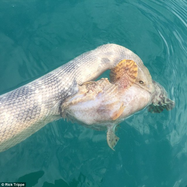 Смертельная схватка ядовитой морской змеи и рыбы-камня