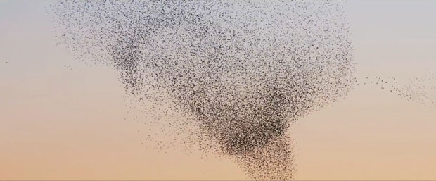 Очаровательные фотографии тысячей танцующих в небе птиц