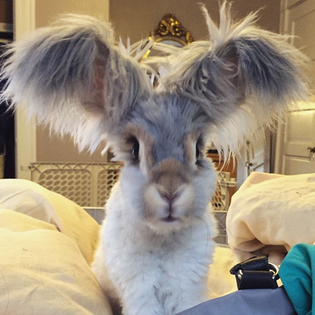 Уолли – ангорский кролик, уши которого похожи на крылья