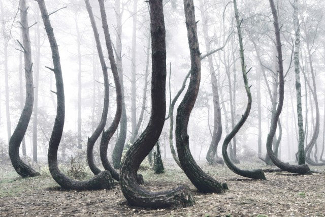 Кривой лес: таинственная роща из 400 причудливо изогнутых сосен