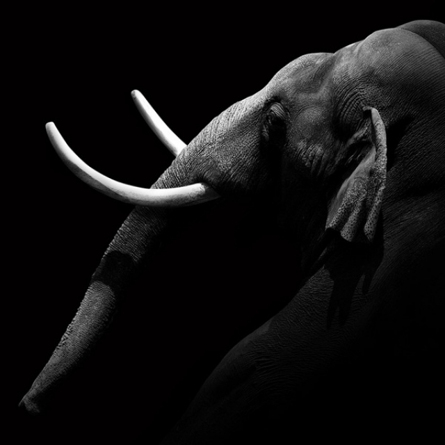 Захватывающие черно-белые фотографии животных от Лукаса Холаса