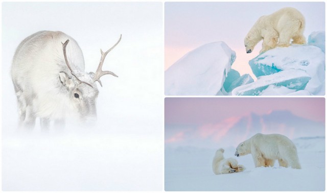 «Призраки Арктики»: белые медведи, северные олени и потрясающие пейзажи полярного архипелага