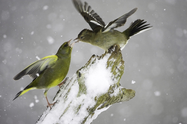 Зимняя фотоохота и советы по съемке птиц