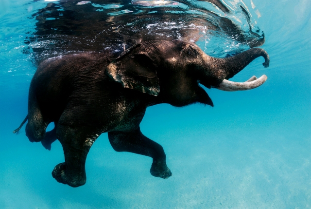 Удивительный мир слонов в фотографиях