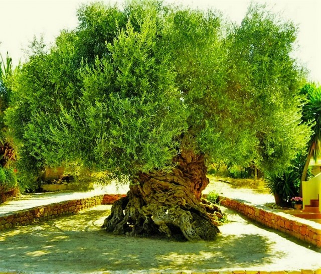 3000-летнее оливковое дерево на острове Крит до сих пор плодоносит
