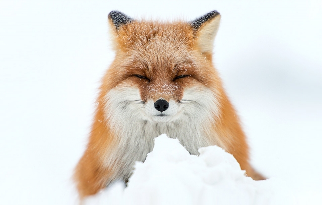 Красивые, выносливые и необычные лисы в фотографиях