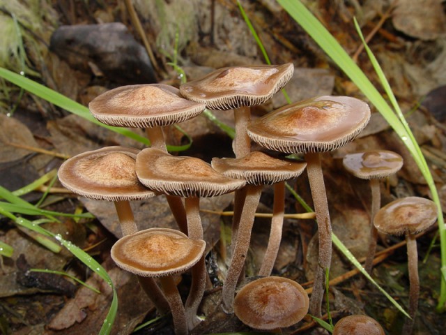 Псилоцибин: наука об огромном лечебном потенциале волшебных грибов