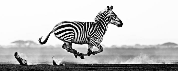 Потрясающие сюрреалистические фотографии диких животных Дэвида Ярроу