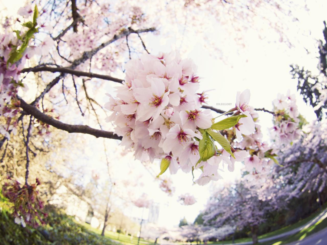 Цветущая вишня со всего мира - 35 красивых фотографий