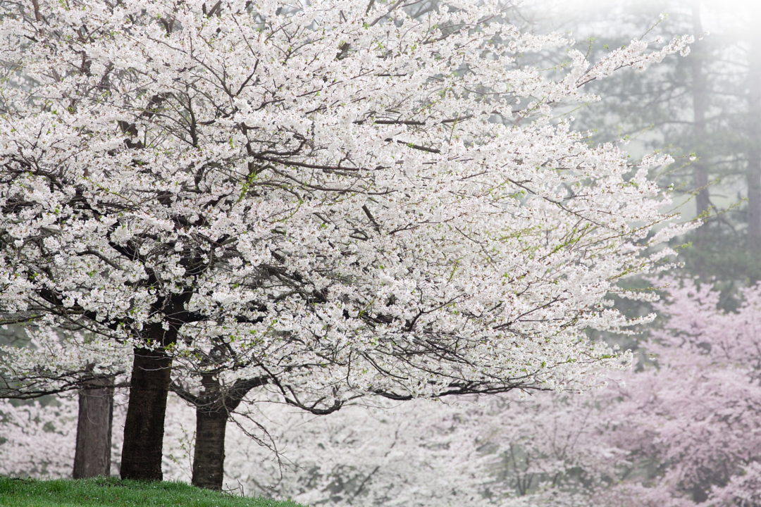 Цветущая вишня со всего мира - 35 красивых фотографий - 23
