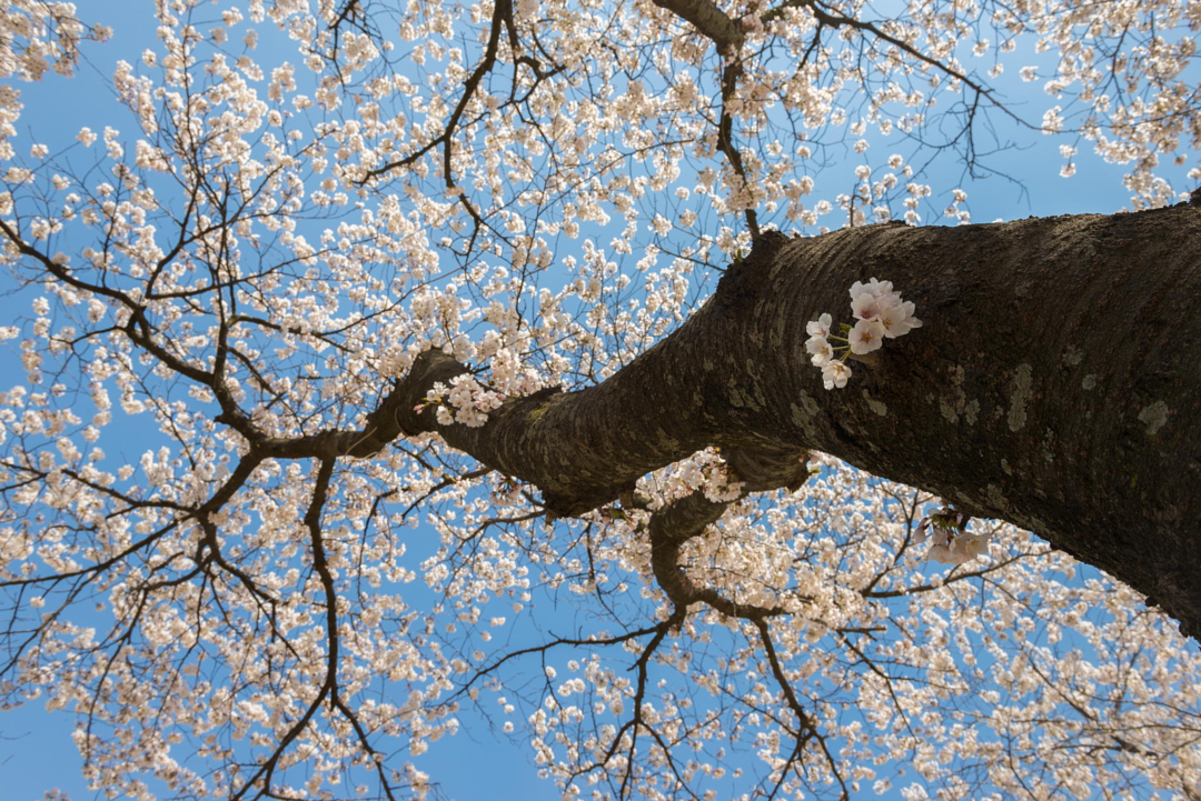 Цветущая вишня со всего мира - 35 красивых фотографий - 11
