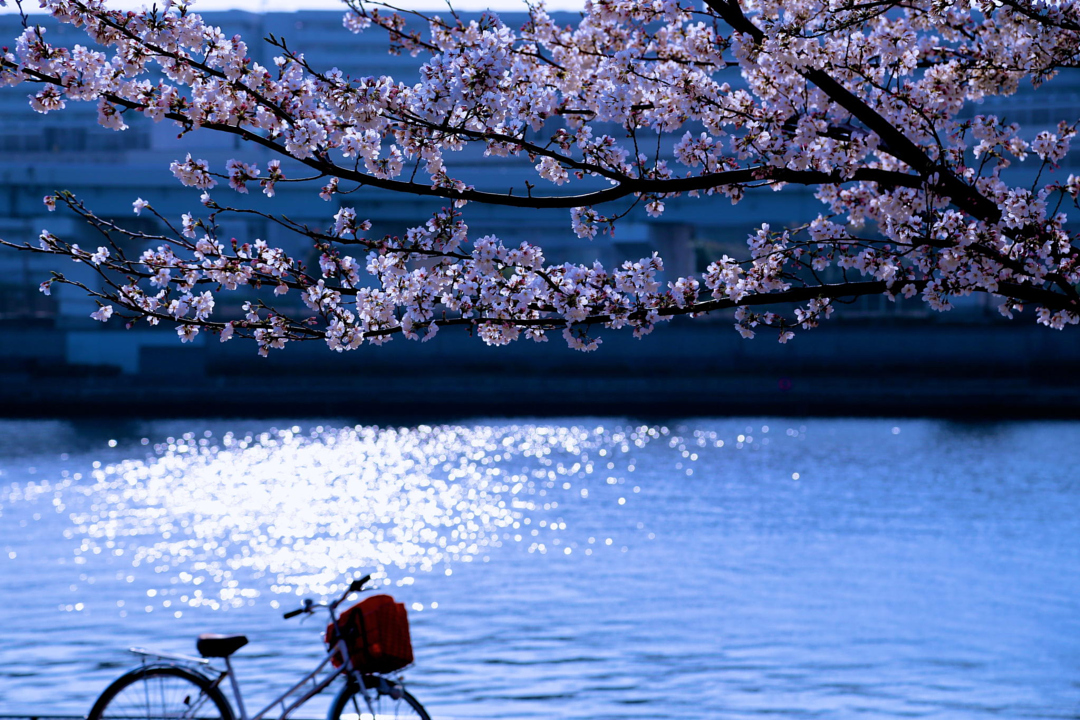 Цветущая вишня со всего мира - 35 красивых фотографий - 19