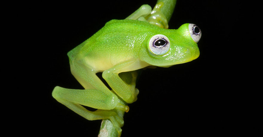 Учёные нашли реального лягушонка Кермита в джунглях Коста-Рики