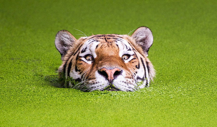 Тигры – дикий животный магнетизм в 30 потрясающих фотографиях 30