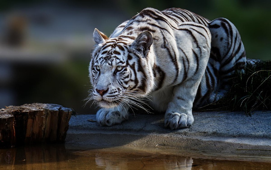 Тигры – дикий животный магнетизм в 30 потрясающих фотографиях 19