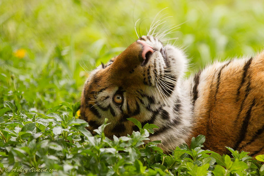 Тигры – дикий животный магнетизм в 30 потрясающих фотографиях 22