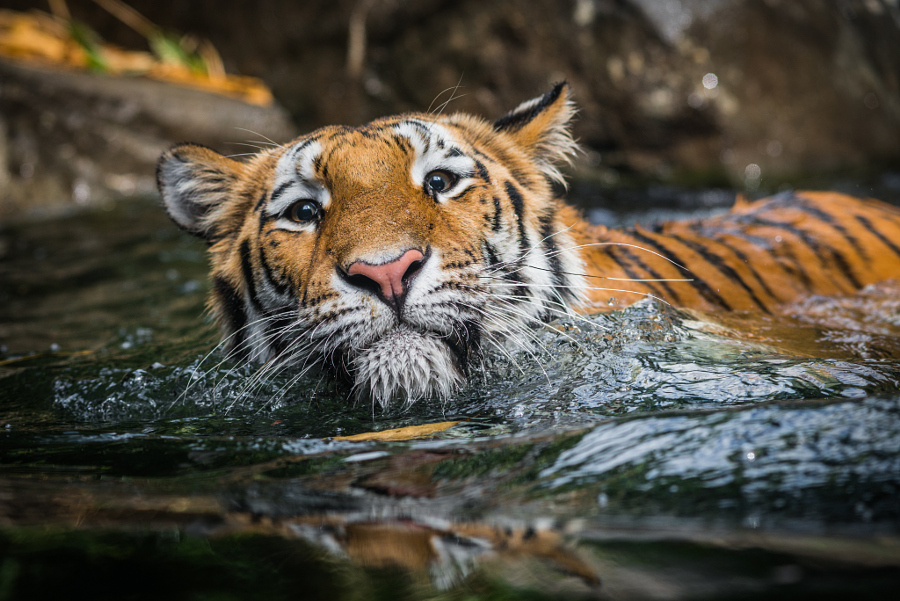 Тигры – дикий животный магнетизм в 30 потрясающих фотографиях 10
