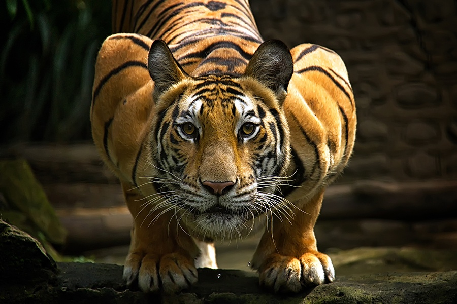 Тигры – дикий животный магнетизм в 30 потрясающих фотографиях 5