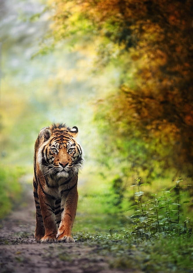 Тигры – дикий животный магнетизм в 30 потрясающих фотографиях 14