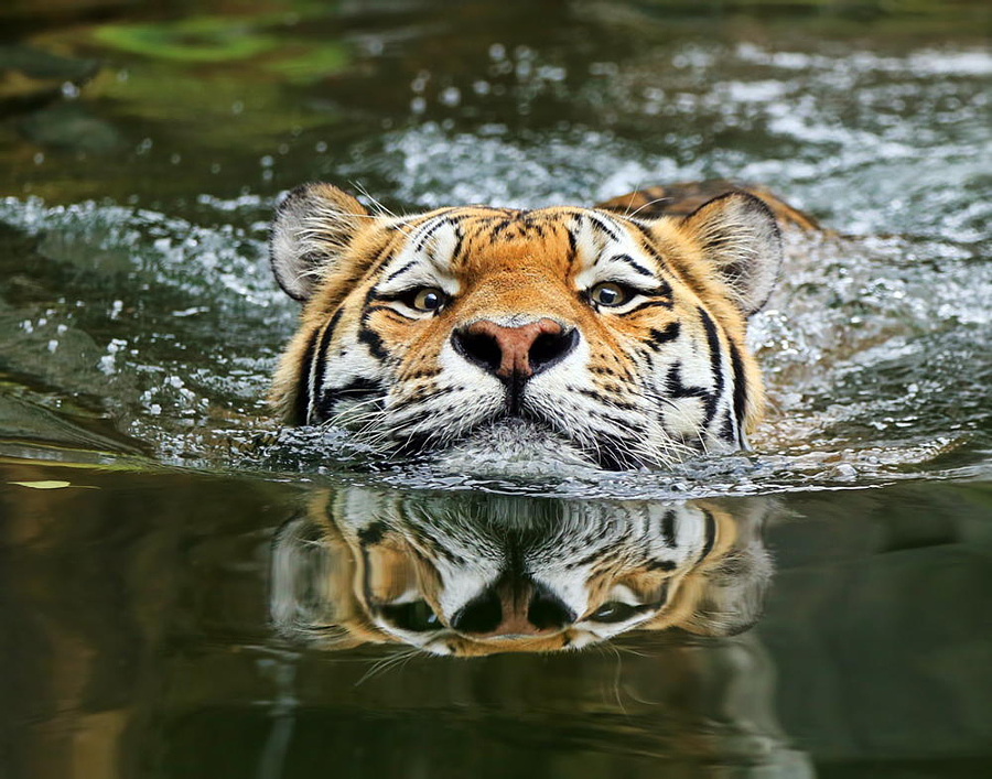 Тигры – дикий животный магнетизм в 30 потрясающих фотографиях 4
