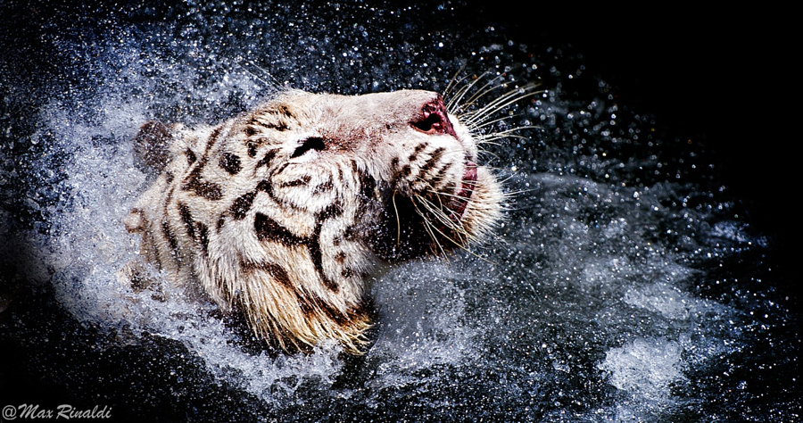 Тигры – дикий животный магнетизм в 30 потрясающих фотографиях 7