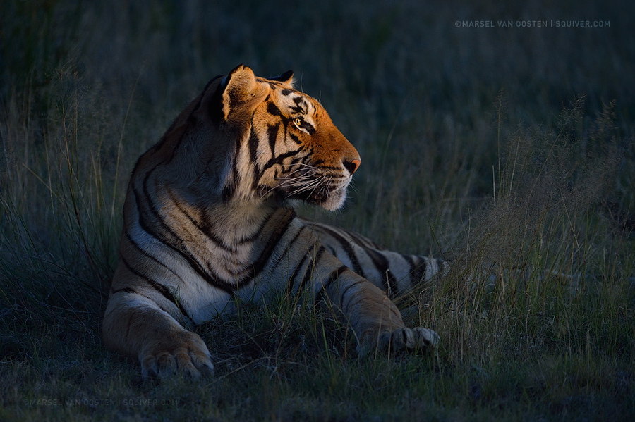 Тигры – дикий животный магнетизм в 30 потрясающих фотографиях 28