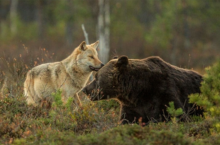 Финский фотоохотник Ласси Раутиайнен сделал уникальные кадры – как дружат волчица и бурый медведь-18