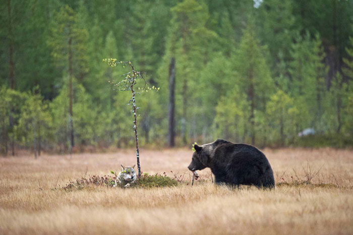 Финский фотоохотник Ласси Раутиайнен сделал уникальные кадры – как дружат волчица и бурый медведь-5