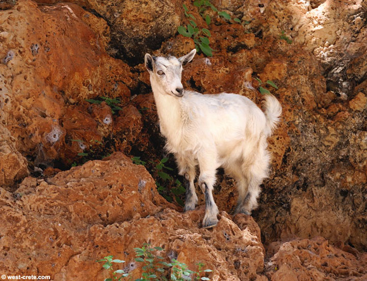 37 фотографий о том, что козы бесстрашные животные - 14