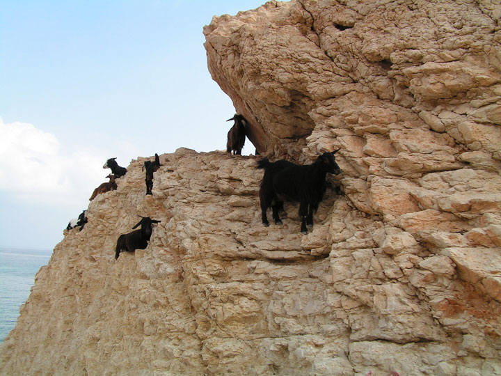 37 фотографий о том, что козы бесстрашные животные - 9
