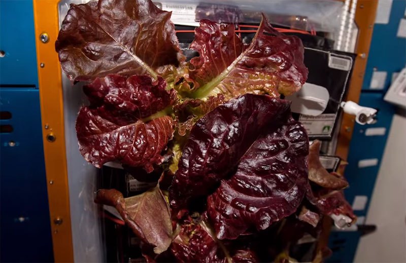 Астронавты впервые питаются овощами, которые выросли в космосе